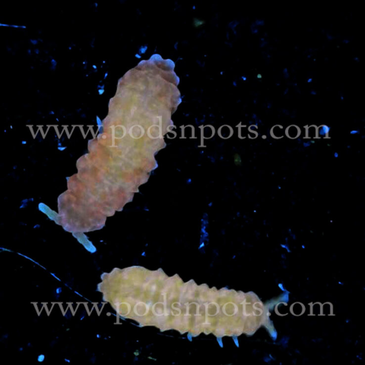 Neanura growae 'Florida Springtails'