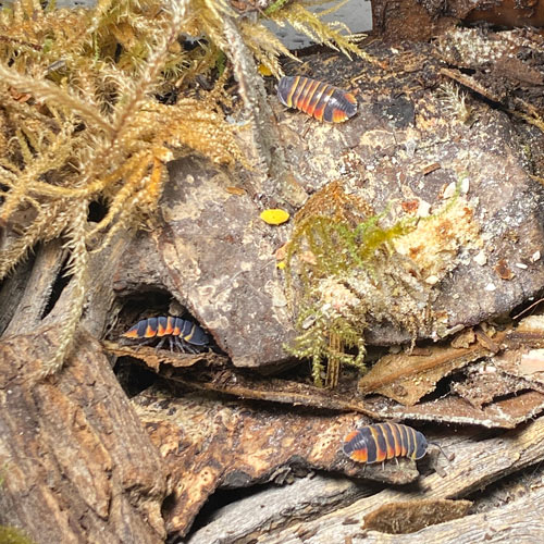 Isopods Merulanella